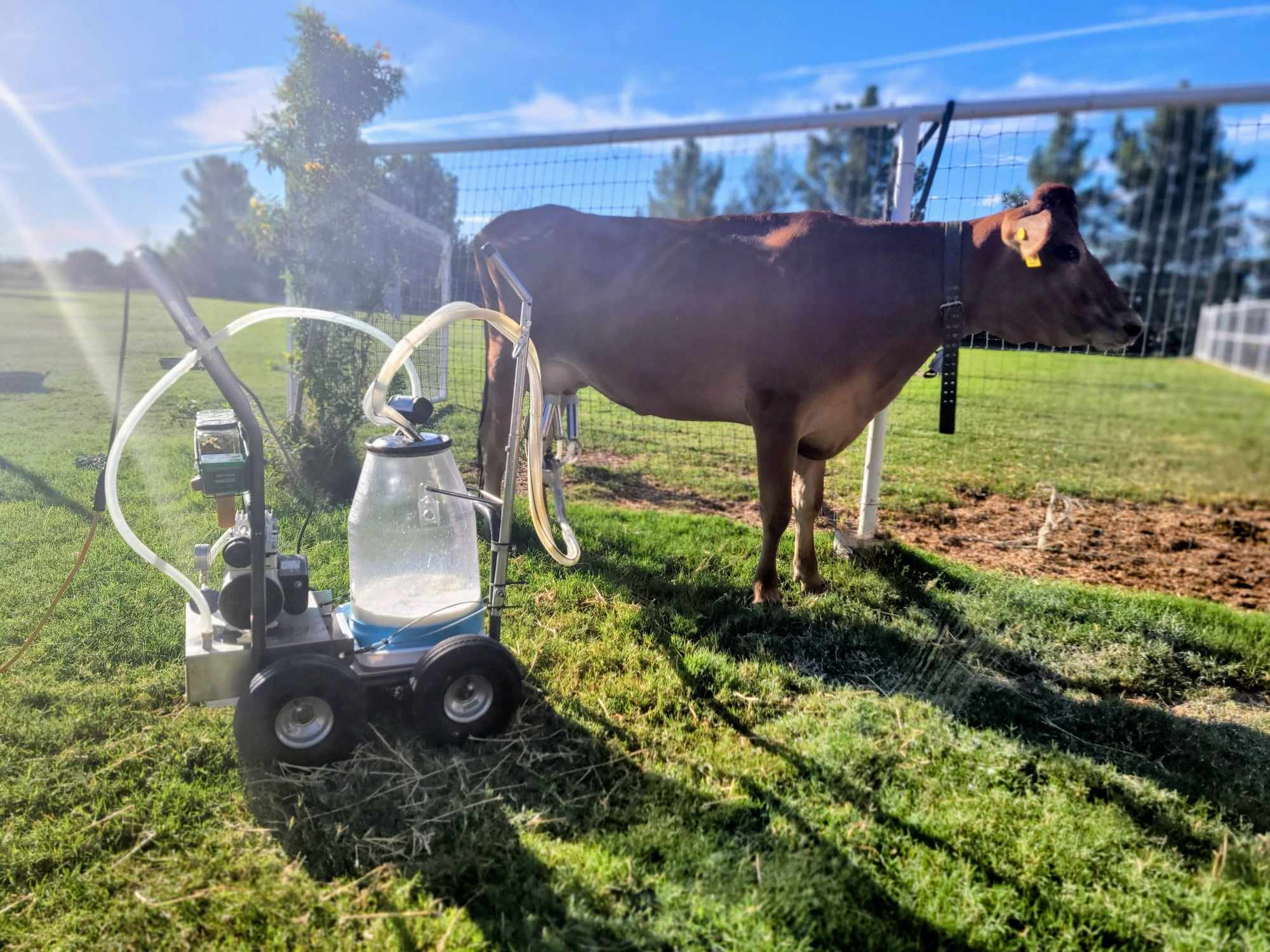 Best Combo for Cow Best Combo for Cow